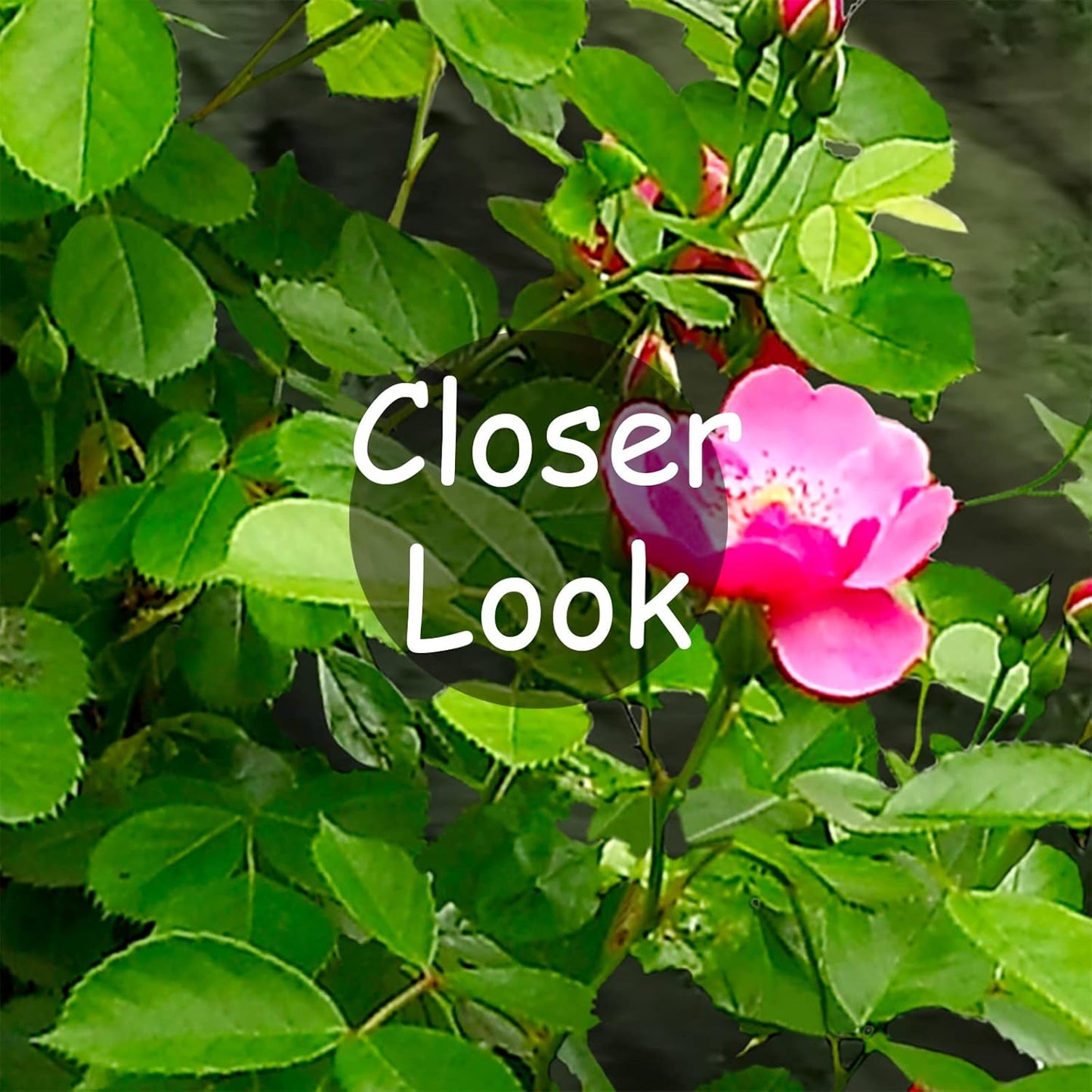 Enchanted Forest Wallpaper Fantasy Magical Forest Wall Mural Landscape Nature Wallpaper for Living Room Bedroom(Not Peel n' Stick)