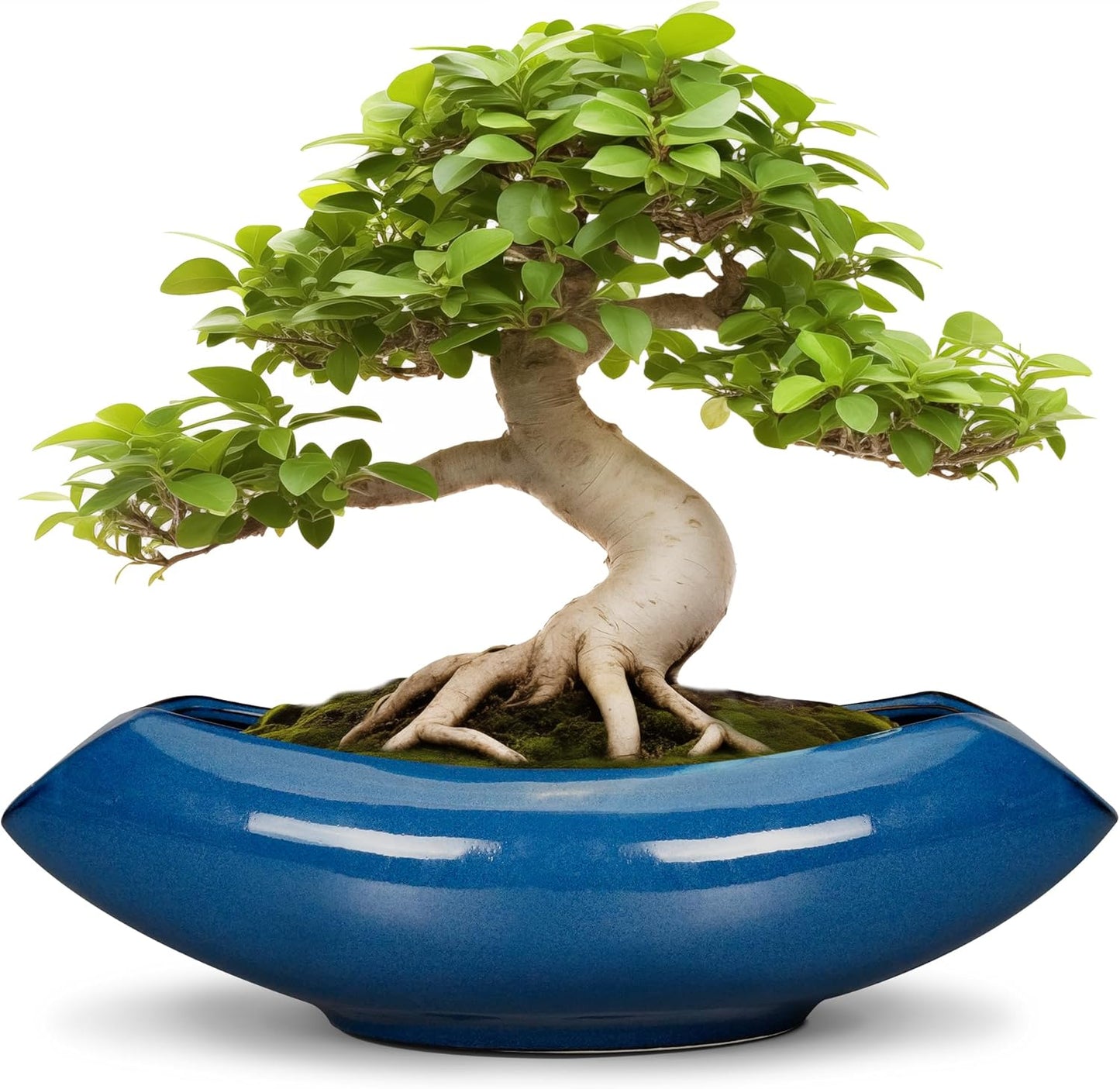 Bonsai Tree Pot 18 Inch - Ceramic Succulent Pots Large Bonsai Planter for Indoor Outdoor Plants Decorative Plant Pot with Drainage Hole Flower Pot for Home Garden Room Decor Blue