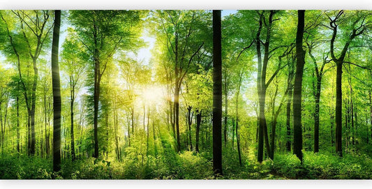 artgeist Wall Mural Peel and Stick Forest 212x98 in - XXL Self-Adhesive Corner Wallpaper Removable Large Sticker Foil Angle Wallpaper Wall Decor Print Landscape Nature Tree Panorama c-A-0058-a-b