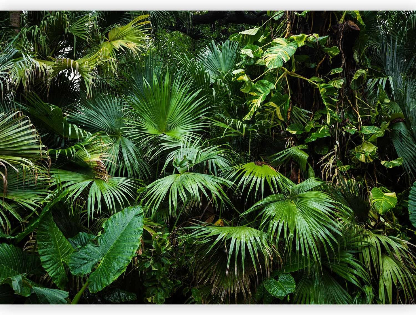 artgeist Premium Wall Mural Tropical 197x138 in - Non-Woven Wallpaper Fleece Wall Decor Photo Print Picture Image Design Home b-B-0312-a-a