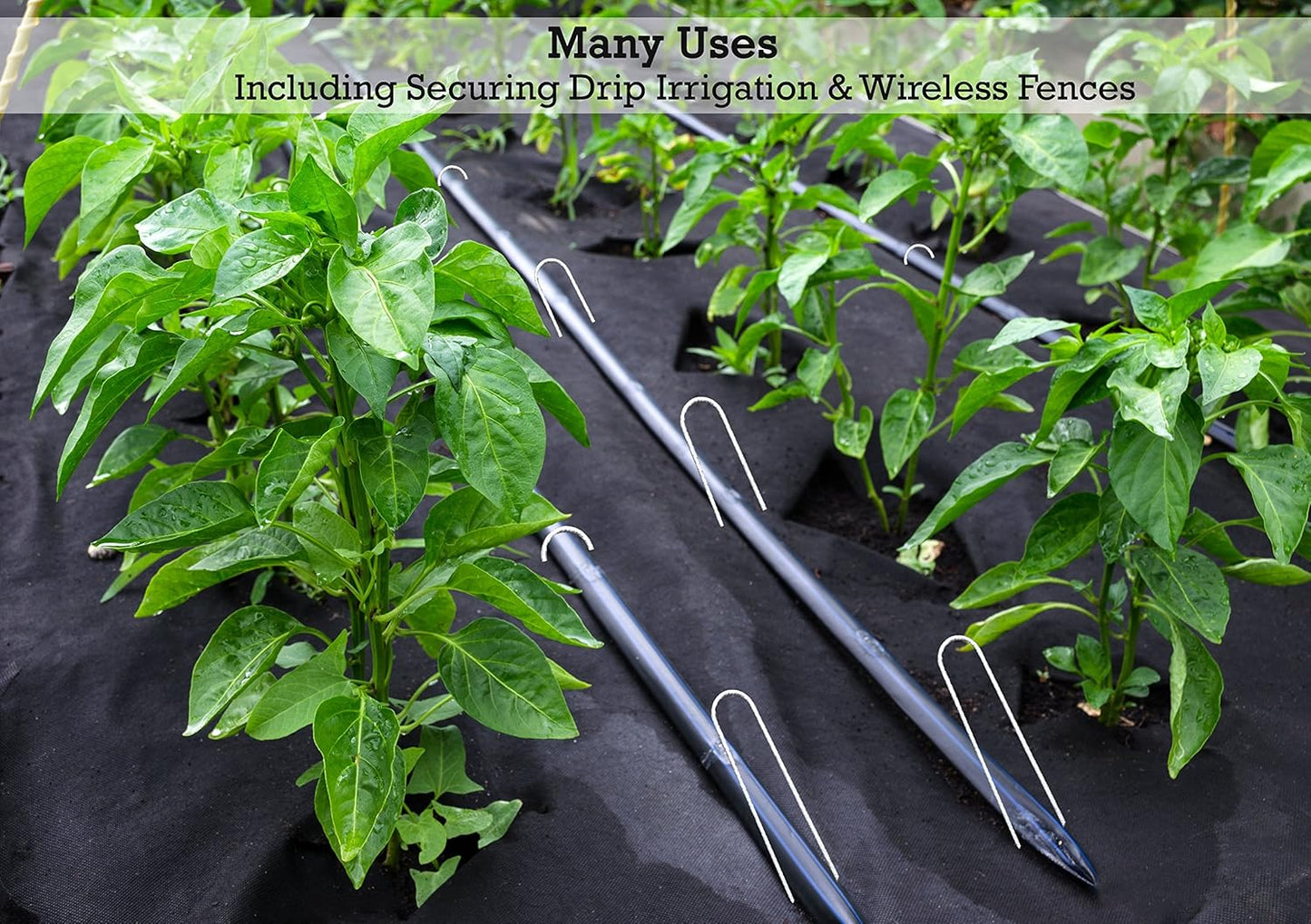 Sandbaggy Galvanized 6-Inch Landscape Staples ~ 9 Gauge Steel - Fabric Pins, Garden Earth Stakes, Ground Cover, Fence Anchors, Lawn Nails ~ Trusted by Organic Farmers Across The USA (5,000 Staples)