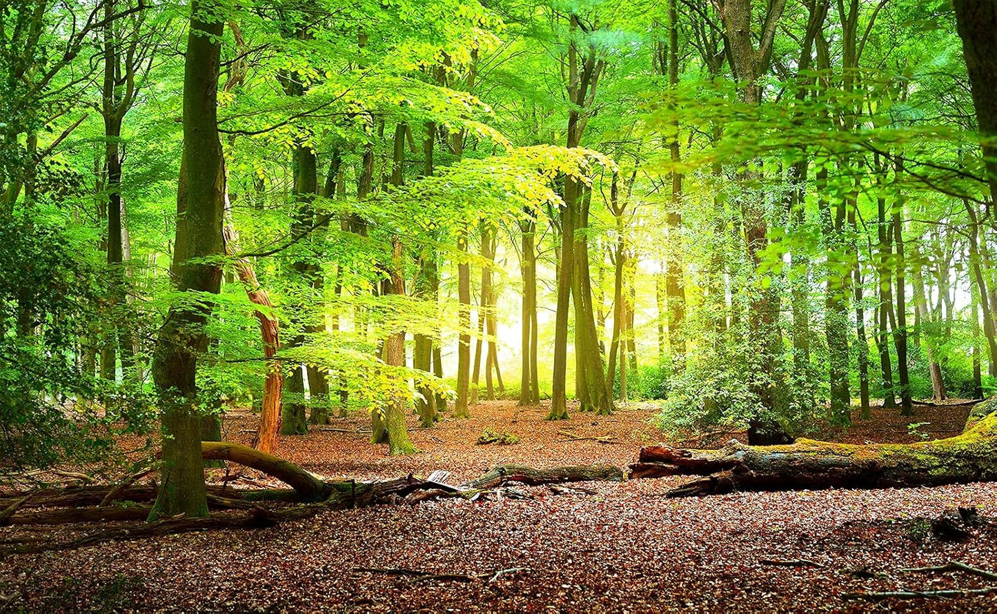 Forest Wall Murals Landscape Tree Wallpaper Mural Wall Decor for Bedroom, Living Room, Kids Room